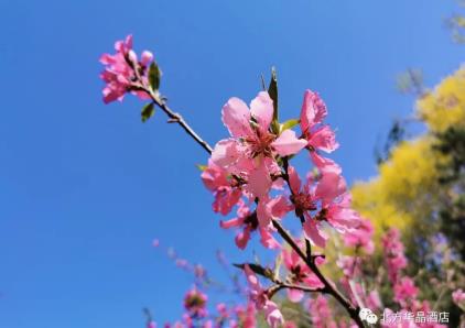 四月芳菲，拥抱春天！